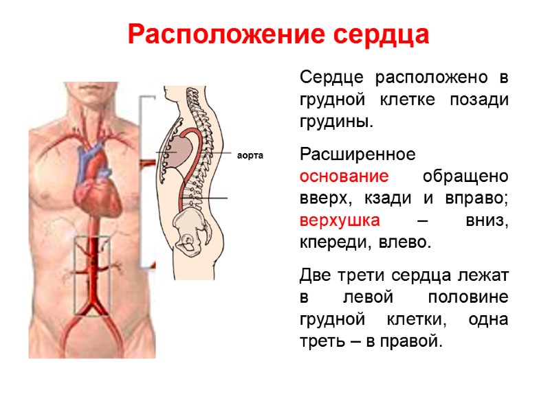 Расположение сердца Сердце расположено в грудной клетке позади грудины. Расширенное основание обращено вверх, кзади